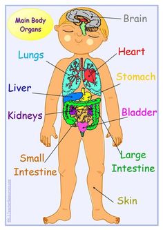 Organs of the Body - Mr. Williams - ASU Prep 5th Grade Science
